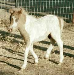Wesco Farms Mango Dango